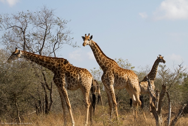 Kruger National Park: de Pretoriuskop a Skukuza - SUDÁFRICA EN EL CORAZÓN (JULIO 2015) (9)
