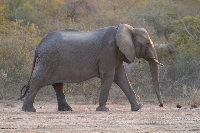 Kruger National Park: de Pretoriuskop a Skukuza - SUDÁFRICA EN EL CORAZÓN (JULIO 2015) (15)