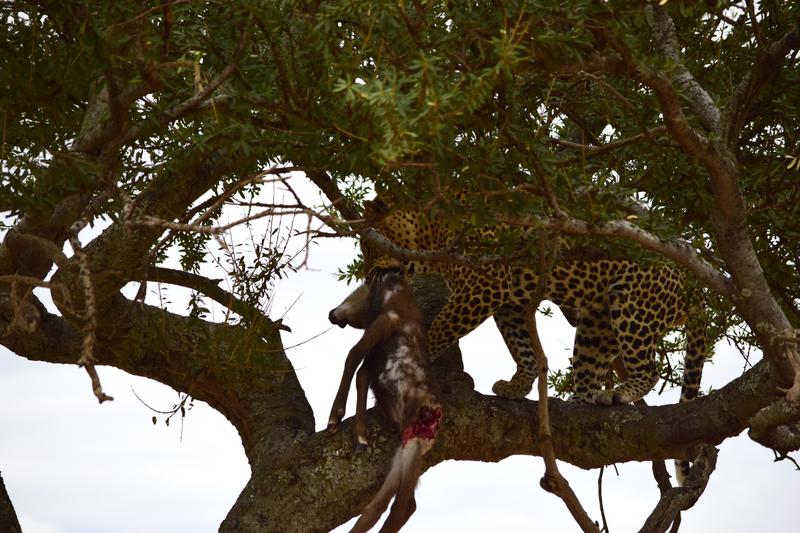 Mis días de safari en Uganda, Kenia y Zanzíbar.. Os lo intento contar - Blogs de Africa Este y Centro - Recorremos Masai Mara de un extremo a otro.. ¡Qué lugar! (11)