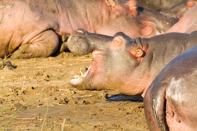 Santa Lucía: hipopótamos al atardecer. - SUDÁFRICA EN EL CORAZÓN (JULIO 2015) (7)