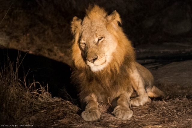 Kruger National Park: de Pretoriuskop a Skukuza - SUDÁFRICA EN EL CORAZÓN (JULIO 2015) (22)