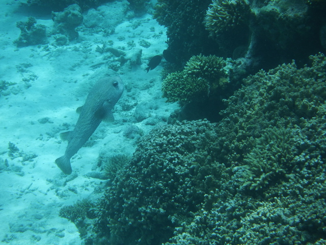 Estambul - Maldivas agosto 2015 - Blogs de Maldivas - Parte subacuática, atardeceres y conclusión (21)