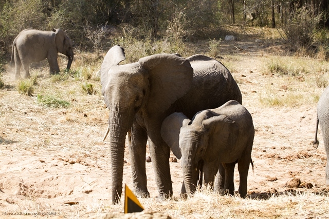 Kruger National Park: de Pretoriuskop a Skukuza - SUDÁFRICA EN EL CORAZÓN (JULIO 2015) (10)