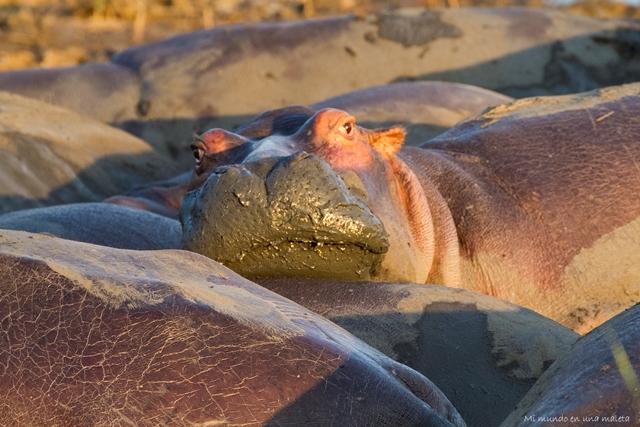Santa Lucía: hipopótamos al atardecer. - SUDÁFRICA EN EL CORAZÓN (JULIO 2015) (12)