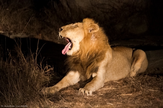 Kruger National Park: de Pretoriuskop a Skukuza - SUDÁFRICA EN EL CORAZÓN (JULIO 2015) (24)