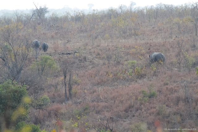 Kruger National Park: de Pretoriuskop a Skukuza - SUDÁFRICA EN EL CORAZÓN (JULIO 2015) (1)