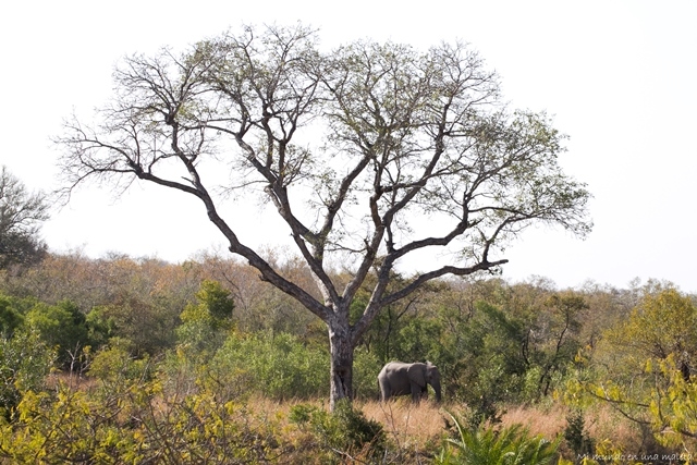 Kruger National Park: de Pretoriuskop a Skukuza - SUDÁFRICA EN EL CORAZÓN (JULIO 2015) (6)