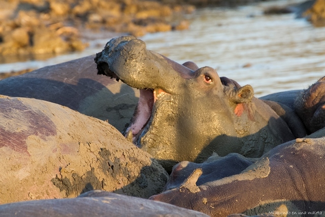 Santa Lucía: hipopótamos al atardecer. - SUDÁFRICA EN EL CORAZÓN (JULIO 2015) (13)