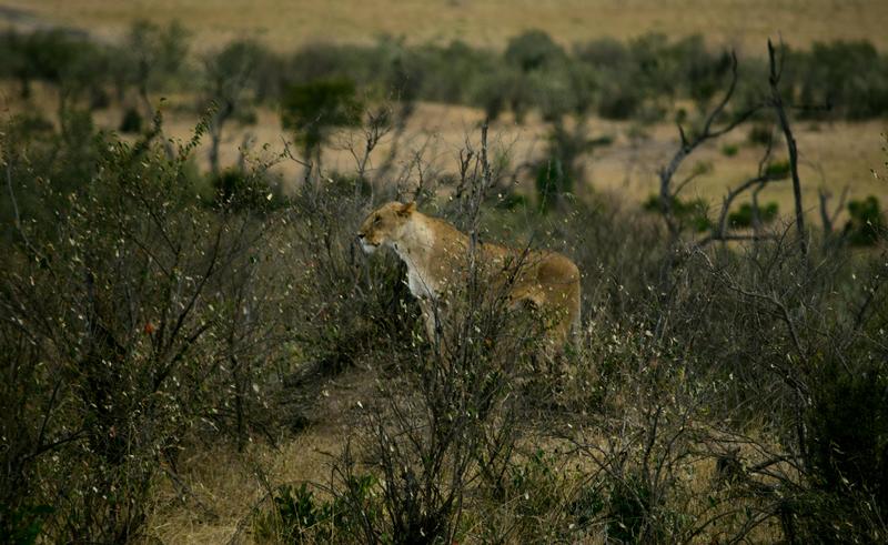 Mis días de safari en Uganda, Kenia y Zanzíbar.. Os lo intento contar - Blogs de Africa Este y Centro - Masai Mara.. Primer contacto (10)