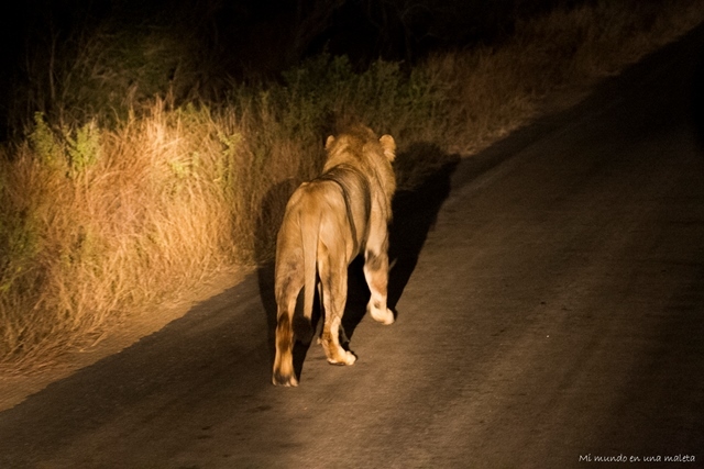 Kruger National Park: de Pretoriuskop a Skukuza - SUDÁFRICA EN EL CORAZÓN (JULIO 2015) (18)