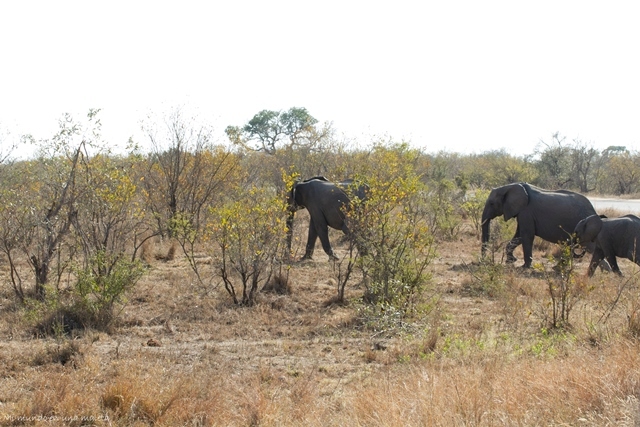 Kruger National Park: de Pretoriuskop a Skukuza - SUDÁFRICA EN EL CORAZÓN (JULIO 2015) (7)