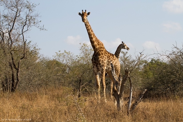 Kruger National Park: de Pretoriuskop a Skukuza - SUDÁFRICA EN EL CORAZÓN (JULIO 2015) (4)