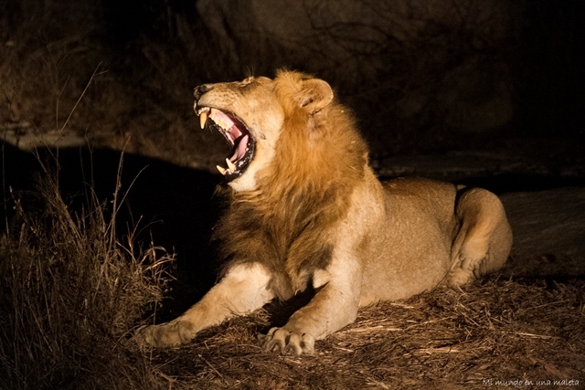 Kruger National Park: de Pretoriuskop a Skukuza - SUDÁFRICA EN EL CORAZÓN (JULIO 2015) (25)