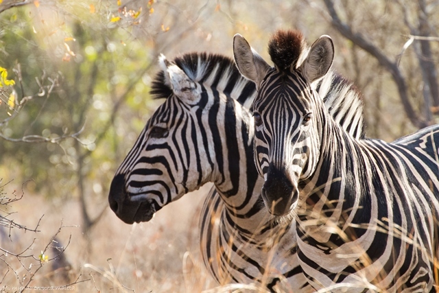 Kruger National Park: de Pretoriuskop a Skukuza - SUDÁFRICA EN EL CORAZÓN (JULIO 2015) (3)