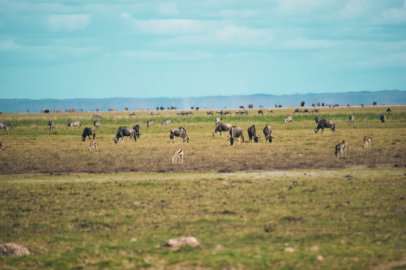Mis días de safari en Uganda, Kenia y Zanzíbar.. Os lo intento contar - Blogs de Africa Este y Centro - Parque Amboseli, el sitio de los elefantes (3)