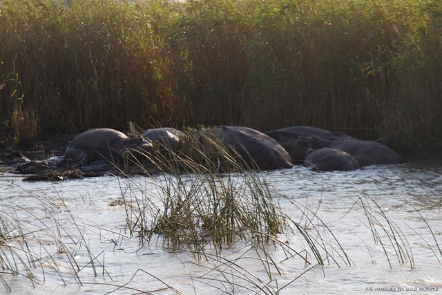 SUDÁFRICA EN EL CORAZÓN (JULIO 2015) - Blogs de Sudáfrica - Santa Lucía: hipopótamos al atardecer. (5)