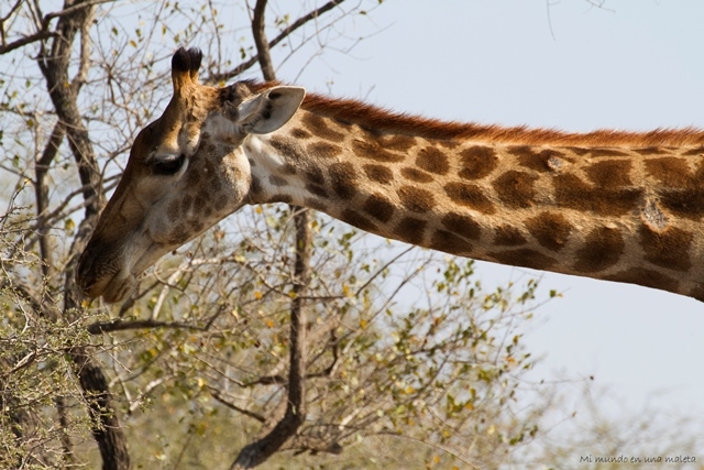 Kruger National Park: de Pretoriuskop a Skukuza - SUDÁFRICA EN EL CORAZÓN (JULIO 2015) (5)