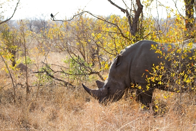 Kruger National Park: de Pretoriuskop a Skukuza - SUDÁFRICA EN EL CORAZÓN (JULIO 2015) (2)