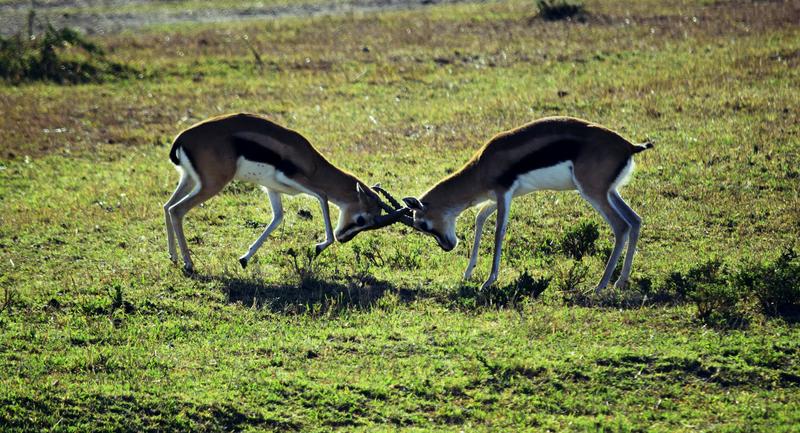 Mis días de safari en Uganda, Kenia y Zanzíbar.. Os lo intento contar - Blogs de Africa Este y Centro - Recorremos Masai Mara de un extremo a otro.. ¡Qué lugar! (46)