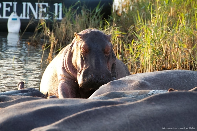 Santa Lucía: hipopótamos al atardecer. - SUDÁFRICA EN EL CORAZÓN (JULIO 2015) (9)