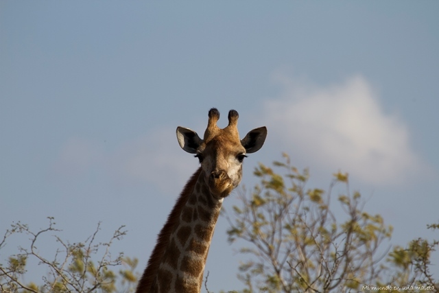 Kruger National Park: de Pretoriuskop a Skukuza - SUDÁFRICA EN EL CORAZÓN (JULIO 2015) (8)