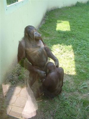 funny_animals.jpg