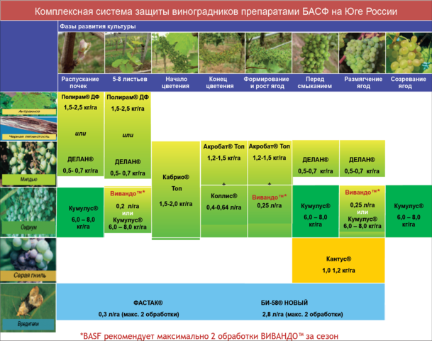 Схема обработки винограда от болезней и вредителей на сезон в южном федеральном округе